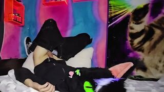 Alleycat caresses off